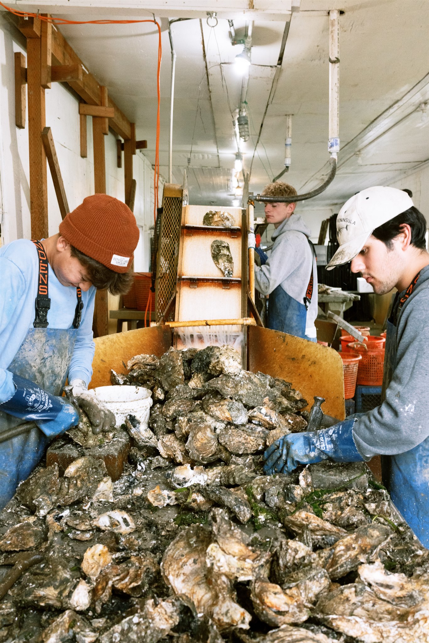 Oyster culling and sorting