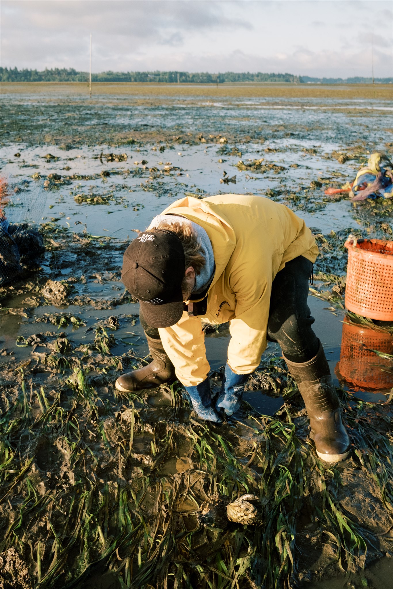 Oyster harvesting on Willapa Bay