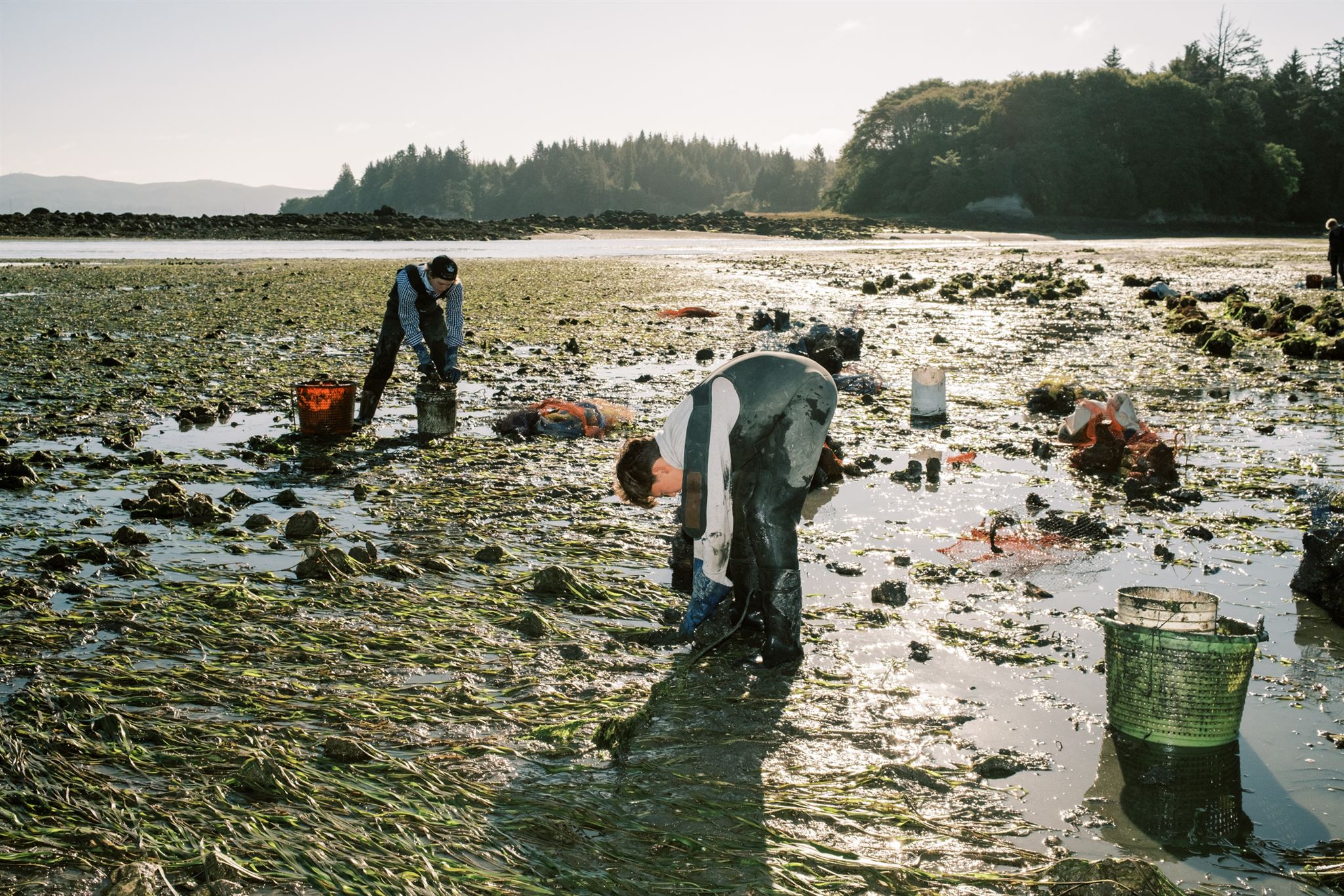 Oyster farmers working by hand at low tide