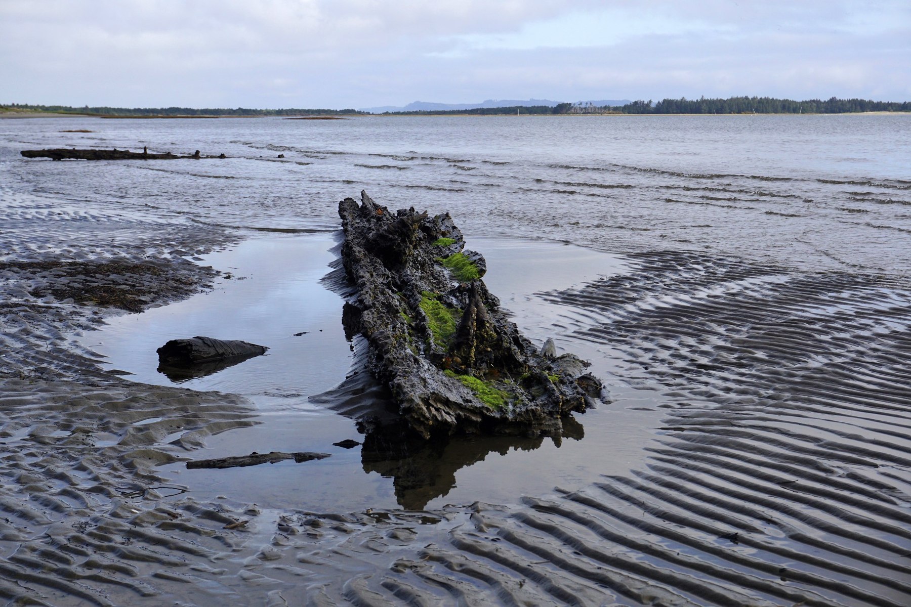 Willapa Bay tidal flats at Leadbetter Point